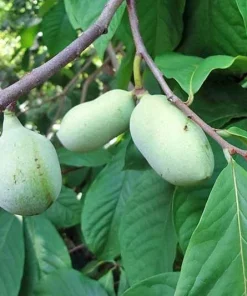Paw Paw Live Plant (Asimina triloba) - 8-12 Inch Fruit Tree for Outdoor Planting - Image 3