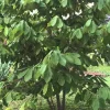 Paw Paw Live Plant (Asimina triloba) - 8-12 Inch Fruit Tree for Outdoor Planting - Image 1