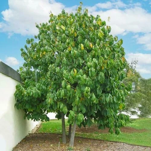 Paw Paw Tree Live Plant - Asimina triloba - 8-12 Inches Tall - Set of 2 - Image 2