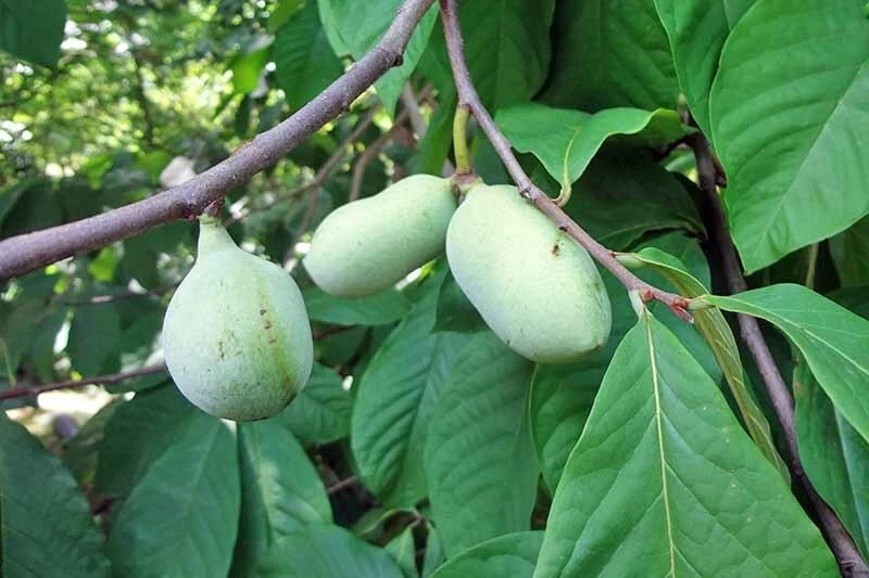 Paw Paw Tree Live Plant (Asimina triloba) 8-12 Inches Tall - Set of 2 - Image 3