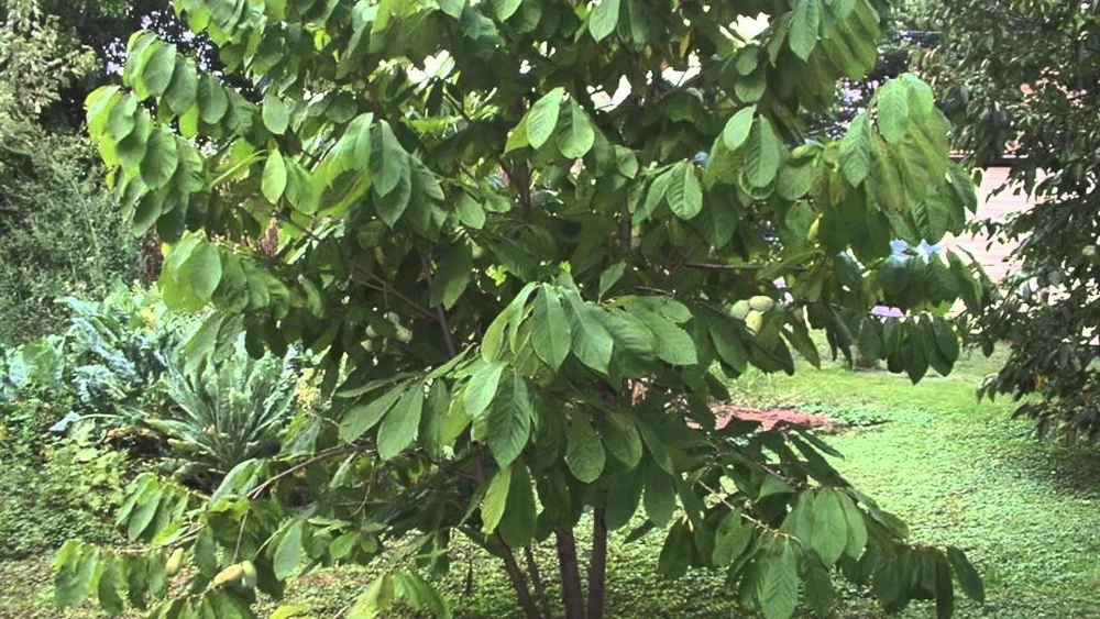 Paw Paw Tree Live Plant - Asimina triloba - 8-12 Inches Tall - Set of 2 - Image 1