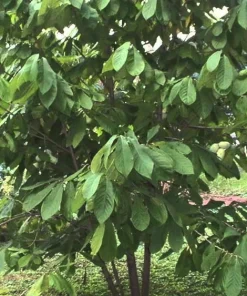 Paw Paw Tree Live Plant (Asimina triloba) 8-12 Inches Tall Outdoor - Image 1
