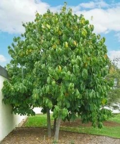 Paw Paw Tree Live Plant (Asimina triloba) - 8 to 12 Inches Tall, Bare Root, Outdoor Fruit Tree - Image 2