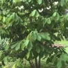 Paw Paw Tree Live Plant (Asimina triloba) - 8 to 12 Inches Tall, Bare Root, Outdoor Fruit Tree - Image 1