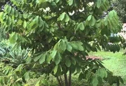 Paw Paw Tree Live Plant (Asimina triloba) - 8 to 12 Inches Tall, Bare Root, Outdoor Fruit Tree - Image 1