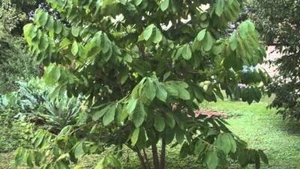 Paw Paw Tree Live Plant (Asimina triloba) - 8 to 12 Inches Tall, Bare Root, Outdoor Fruit Tree - Image 1