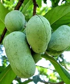 Paw Paw Trees Live Plant - 6-12