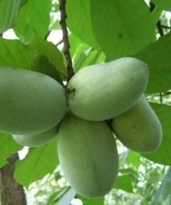 Paw Paw Trees Live Plant - 6-12