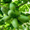 Paw Paw Trees Live Plant - 6-12" Tall Asimina triloba - Common Indian Banana Fruit Tree - Image 1