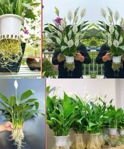 Peace Lily Live Plant - Potted Houseplant for Indoor Spaces - Image 1