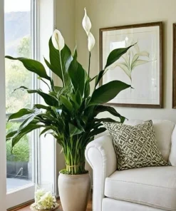 Peace Lily Live Plant - Spathiphyllum Air Purifying Houseplant Indoor - Image 2