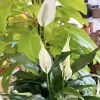 Peace Lily Live Plant - Spathiphyllum Air Purifying Indoor Houseplant - Image 1