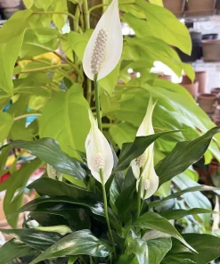 Peace Lily Live Plant - Spathiphyllum Air Purifying Indoor Houseplant - Image 1