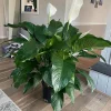 Peace Lily Live Plant - Spathiphyllum Air Purifying Houseplant Indoor - Image 1