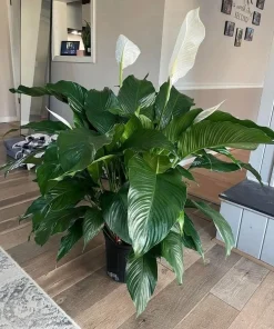 Peace Lily Live Plant - Spathiphyllum Air Purifying Houseplant Indoor - Image 1