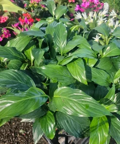 Peace Lily Live Plant – Spathiphyllum Flowering Houseplant – 4in Pot – Indoor - Image 2