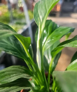 Peace Lily Live Plant – Spathiphyllum Flowering Houseplant – 4in Pot – Indoor - Image 3