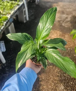 Peace Lily Live Plant – Spathiphyllum Flowering Houseplant – 4in Pot – Indoor - Image 4