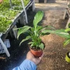 Peace Lily Live Plant – Spathiphyllum Flowering Houseplant – 4in Pot – Indoor - Image 1