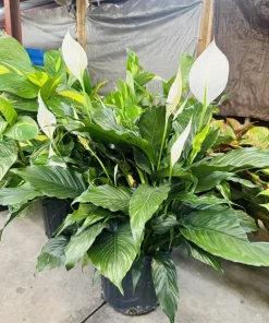 Peace Lily Live Plant - Spathiphyllum Houseplant for Indoors - Image 2