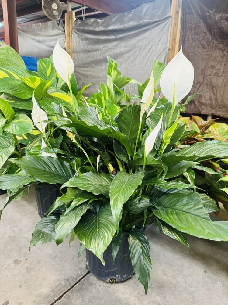 Peace Lily Live Plant - Spathiphyllum Houseplant for Indoors - Image 2