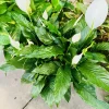 Peace Lily Live Plant - Spathiphyllum Houseplant for Indoors - Image 1