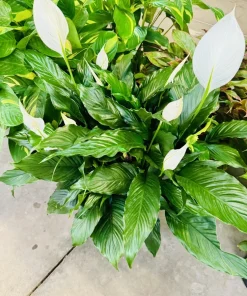 Peace Lily Live Plant - Spathiphyllum Houseplant for Indoors - Image 1