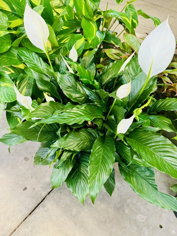 Peace Lily Live Plant - Spathiphyllum Houseplant for Indoors - Image 1