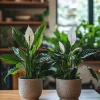 Peace Lily Live Plant - Spathiphyllum Houseplant - Indoor Air Purifier - Image 1