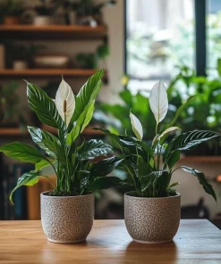 Peace Lily Live Plant - Spathiphyllum Indoor Air Purifying Houseplant - Image 1