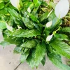 Peace Lily Live Plant - Spathiphyllum Indoor Air Purifying Houseplant - Image 1