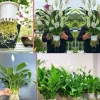 Peace Lily Live Plant – Spathiphyllum Indoor Air Purifying Houseplant - Image 1