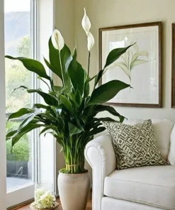 Peace Lily plant (Spathiphyllum) Big Plant - Image 2