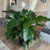 Peace Lily plant (Spathiphyllum) Big Plant - Image 1
