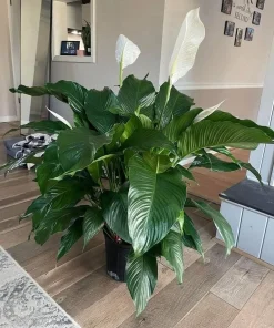 Peace Lily plant (Spathiphyllum) Big Plant - Image 1