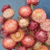 Peach Petal Dreamscape Strawflower Mix - 50 Seeds, Apricot & Peach Blooms - Image 1