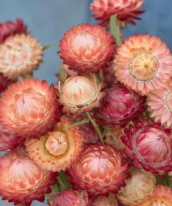 Peach Petal Dreamscape Strawflower Mix - 50 Seeds, Apricot & Peach Blooms - Image 1