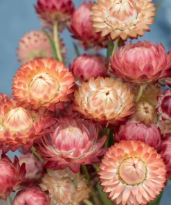 Peach Petal Dreamscape Strawflower Mix - 50 Seeds, Apricot & Peach Blooms - Image 2