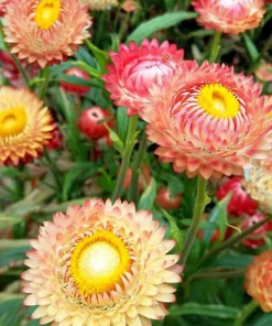 Peach Petal Dreamscape Strawflower Mix - 50 Seeds, Apricot & Peach Blooms - Image 3