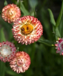 Peach Petal Dreamscape Strawflower Mix - 50 Seeds, Apricot & Peach Blooms - Image 4