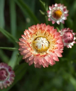 Peach Petal Dreamscape Strawflower Mix - 50 Seeds, Apricot & Peach Blooms - Image 5