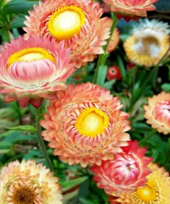 Peach Petal Dreamscape Strawflower Mix - 50 Seeds, Apricot & Peach Blooms - Image 6