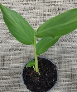 Peach Pink Butterfly Ginger Lily Live Plant - Fragrant Tropical Flower, Rooted in Pot - Image 2