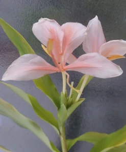 Peach Pink Butterfly Ginger Lily Live Plant - Fragrant Tropical Flower, Rooted in Pot - Image 5
