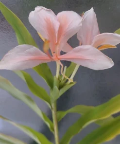 Peach Pink Butterfly Ginger Lily Live Plant - Fragrant Tropical Flower, Rooted in Pot - Image 6
