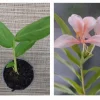 Peach Pink Butterfly Ginger Lily Live Plant - Fragrant Tropical Flower, Rooted in Pot - Image 1