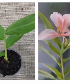 Peach Pink Butterfly Ginger Lily Live Plant - Fragrant Tropical Flower, Rooted in Pot - Image 1