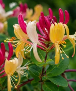 Peaches & Cream Honeysuckle Vine - 6-12