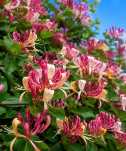 Peaches & Cream Honeysuckle Vine - 6-12