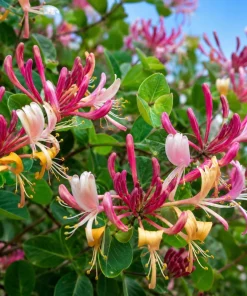 Peaches & Cream Honeysuckle Vine - 6-12